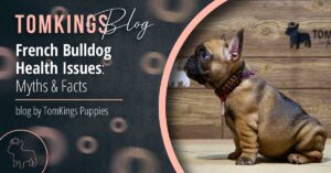 French Bulldog Health Issues: Myths & Facts - TomKings Blog
