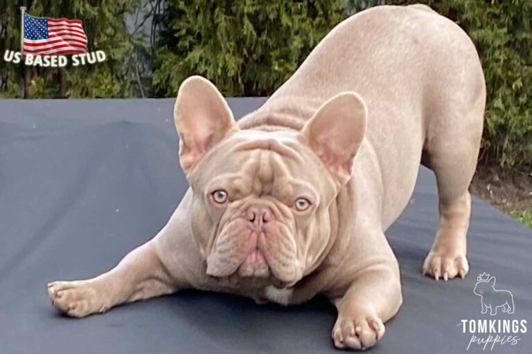 Julius, French Bulldog stud. TomKings Stud service