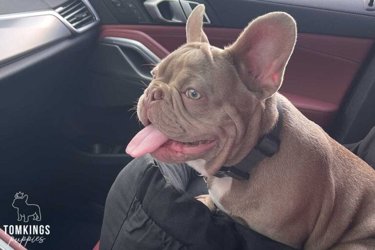 Julius, French Bulldog stud. TomKings Stud service