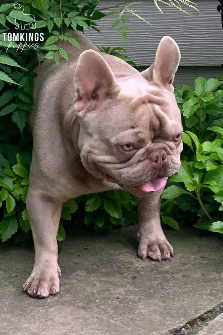 Julius, French Bulldog stud. TomKings Stud service