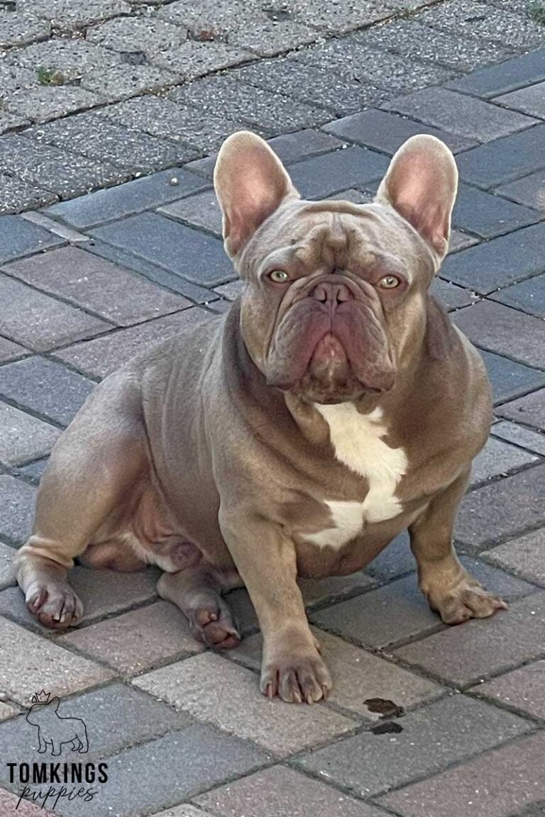 Julius, French Bulldog stud. TomKings Stud service