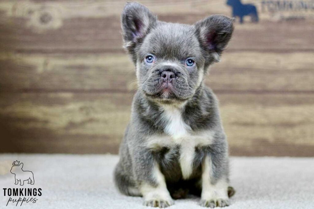 Koda, available Fluffy French Bulldog puppy at TomKings Puppies