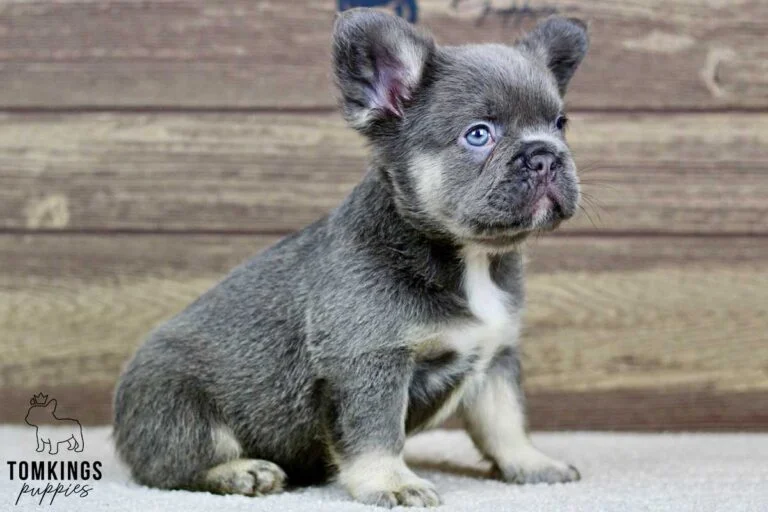 Koda, available Fluffy French Bulldog puppy at TomKings Puppies