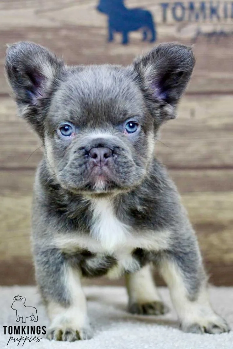 Koda, available Fluffy French Bulldog puppy at TomKings Puppies