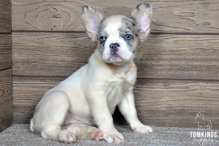 Lenona, available Fluffy French Bulldog puppy at TomKings Puppies