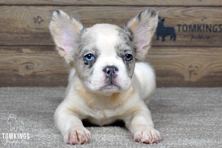 Lenona, available Fluffy French Bulldog puppy at TomKings Puppies