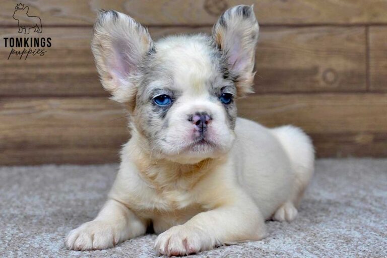 Lenona, available Fluffy French Bulldog puppy at TomKings Puppies