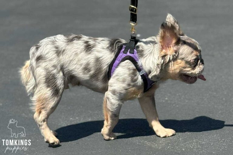 Mickey, French Bulldog stud. TomKings Stud service