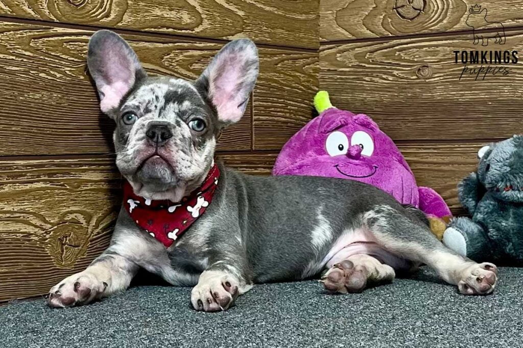 Orion, available French Bulldog puppy at TomKings Puppies