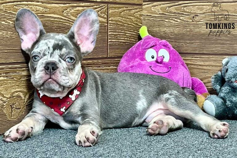 Orion, available French Bulldog puppy at TomKings Puppies