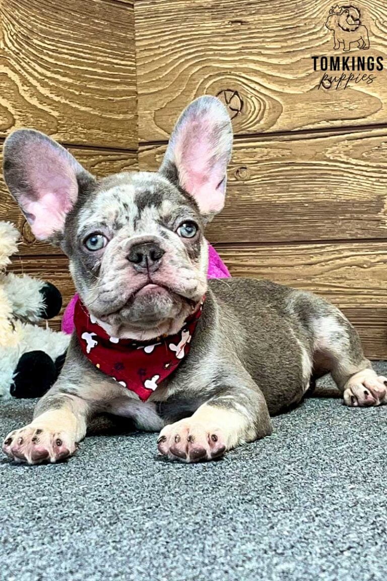 Orion, available French Bulldog puppy at TomKings Puppies