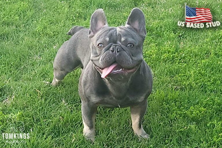 Slate, French Bulldog stud. TomKings Stud service