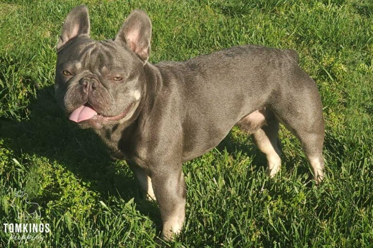 Slate, French Bulldog stud. TomKings Stud service