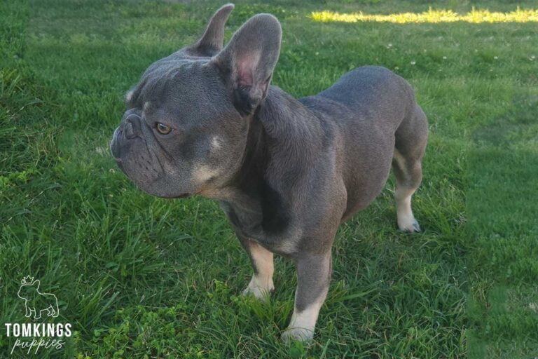 Slate, French Bulldog stud. TomKings Stud service