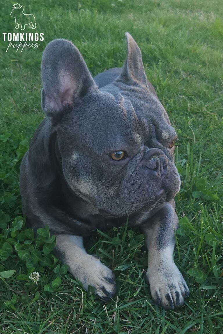 Slate, French Bulldog stud. TomKings Stud service