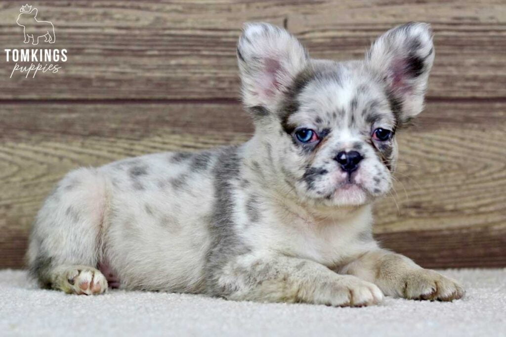 Tristian, available Fluffy French Bulldog puppy at TomKings Puppies