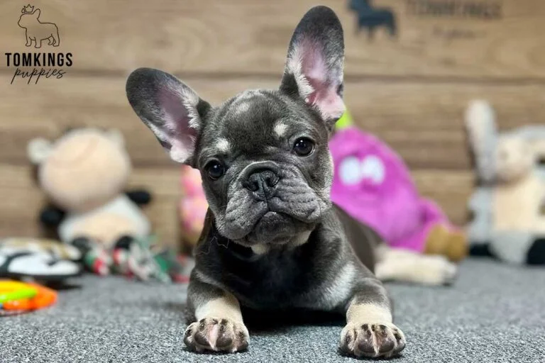 Yara, available French Bulldog puppy at TomKings Puppies