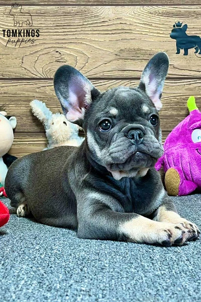 Yara, available French Bulldog puppy at TomKings Puppies