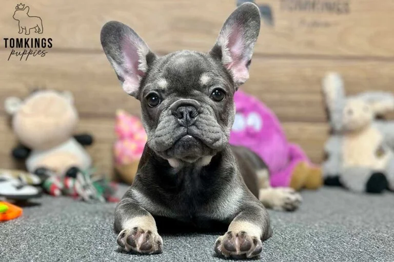 Yara, available French Bulldog puppy at TomKings Puppies