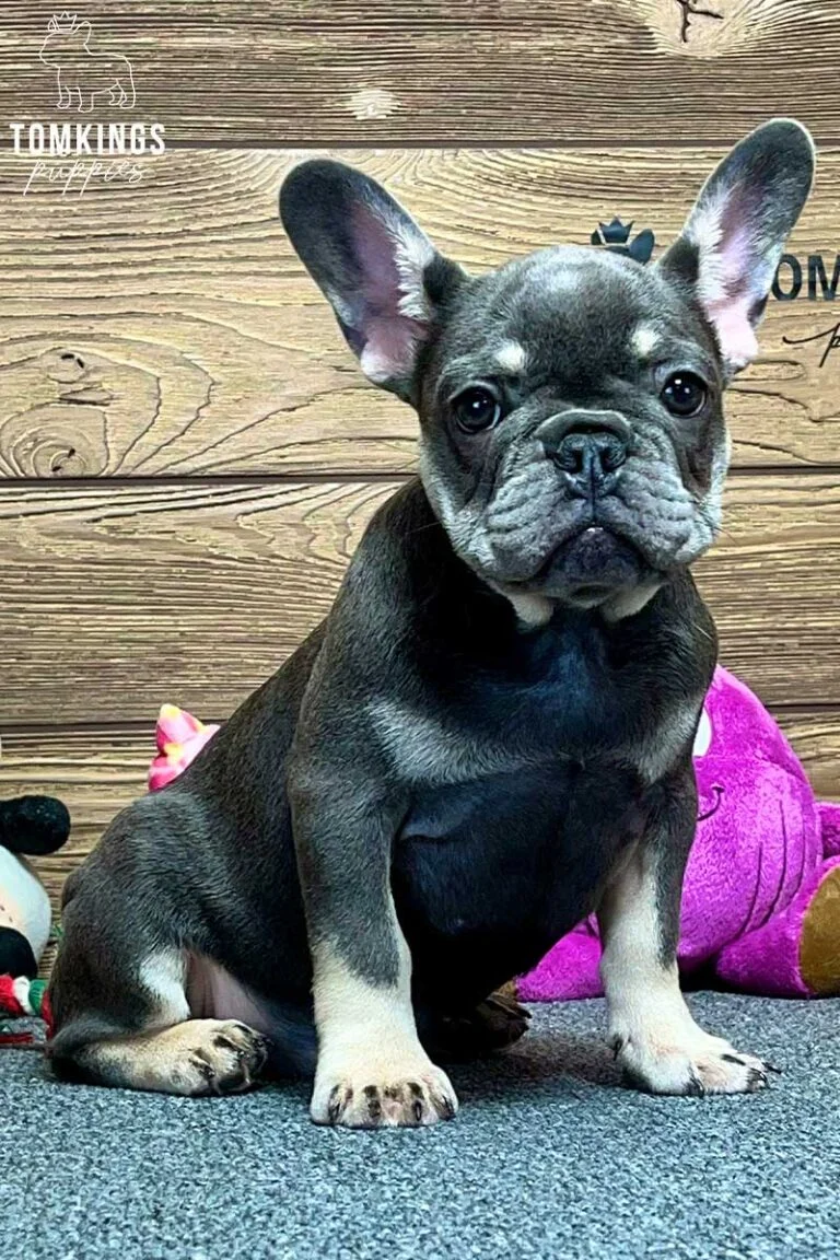 Yara, available French Bulldog puppy at TomKings Puppies