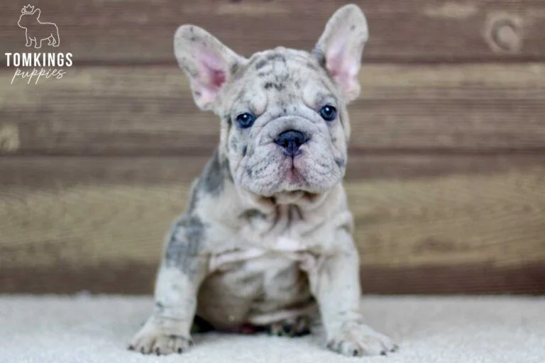 Atticus, available French Bulldog puppy at TomKings Puppies