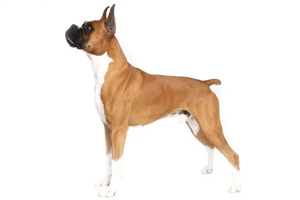 Boxer vs French Bulldog: Complete Breed Comparison Guide - TomKings Blog