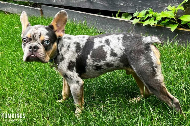 Burl, French Bulldog stud. TomKings Stud service