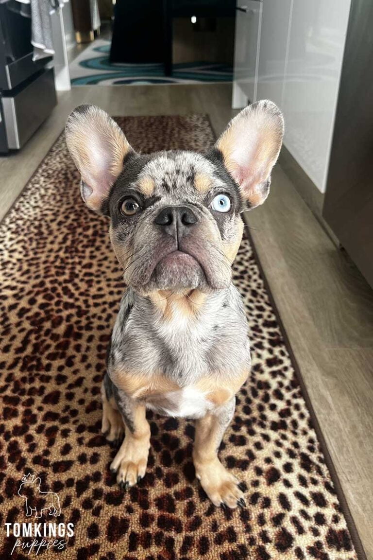 Burl, French Bulldog stud. TomKings Stud service