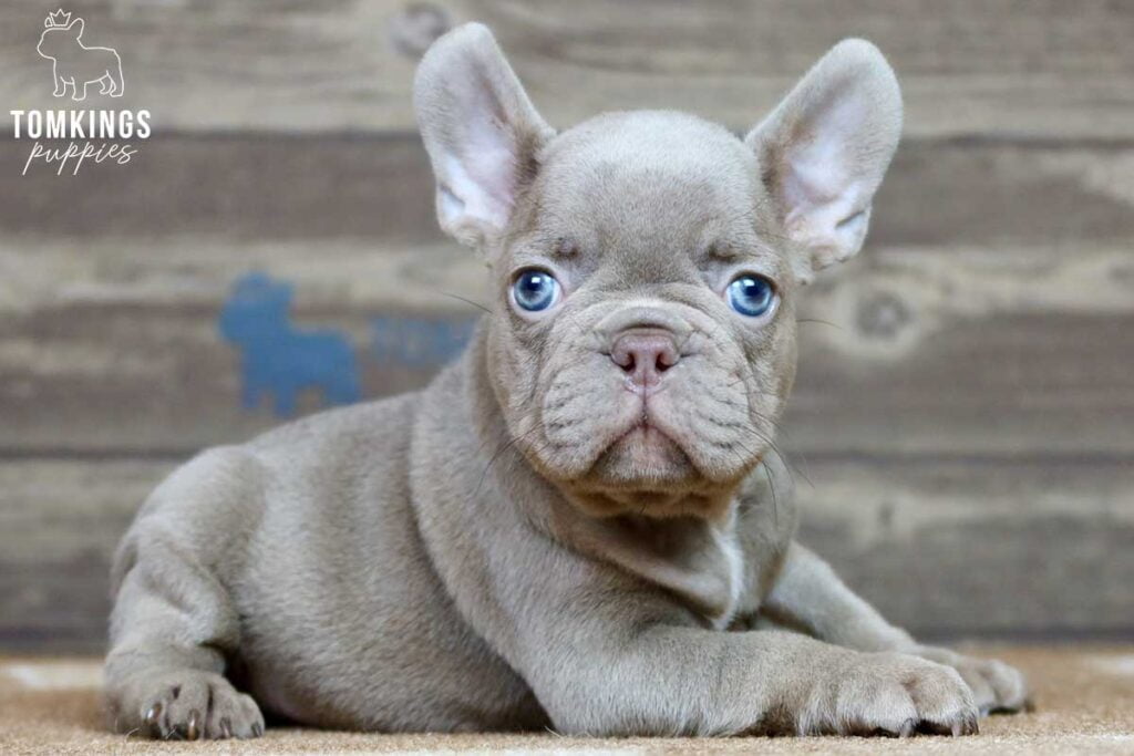 Charles, available French Bulldog puppy at TomKings Puppies