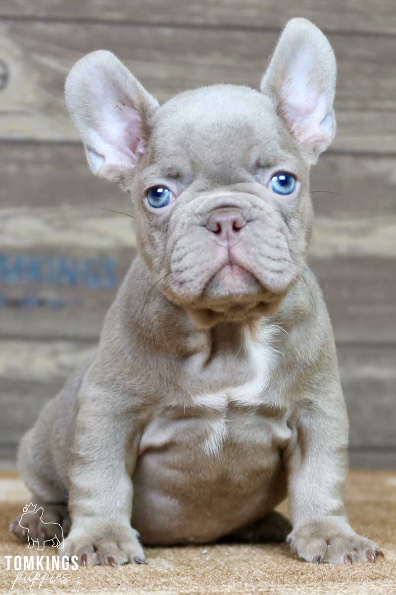 Charles, available French Bulldog puppy at TomKings Puppies