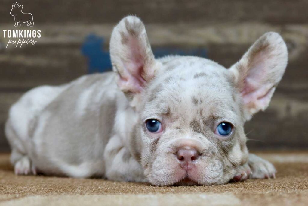 Cindy, available French Bulldog puppy at TomKings Puppies