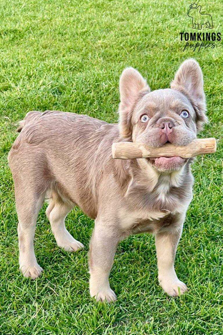 Elvis, available French Bulldog puppy at TomKings Puppies