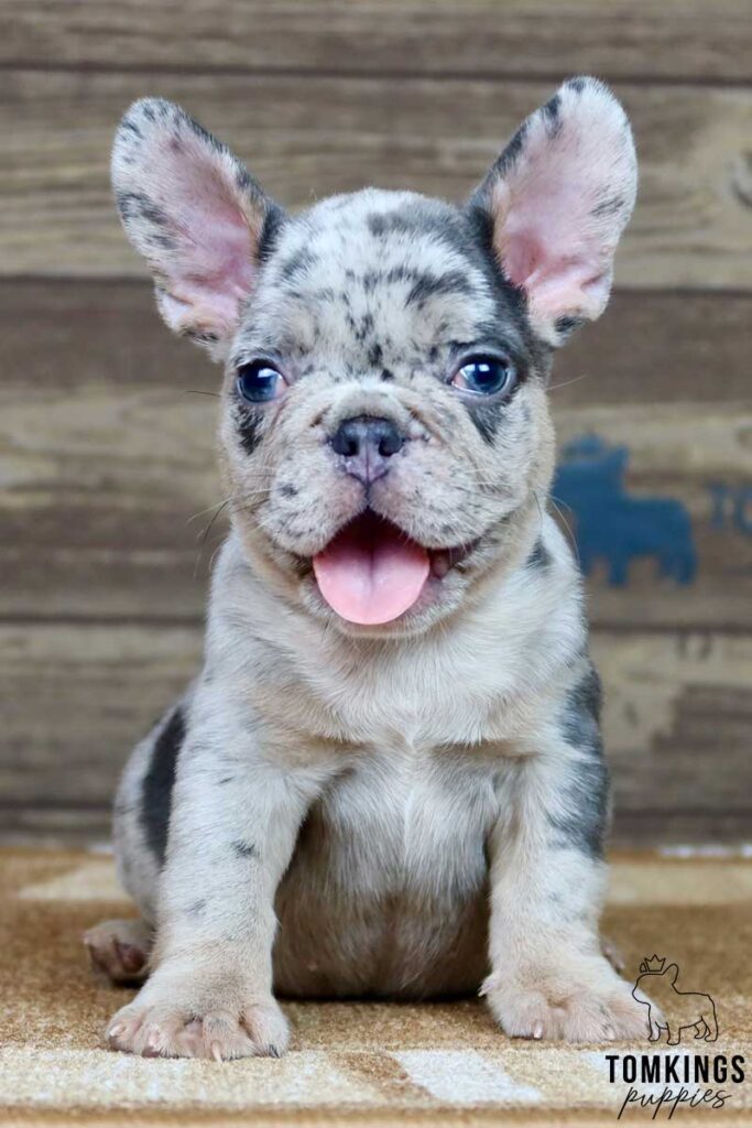 Everest, available French Bulldog puppy at TomKings Puppies