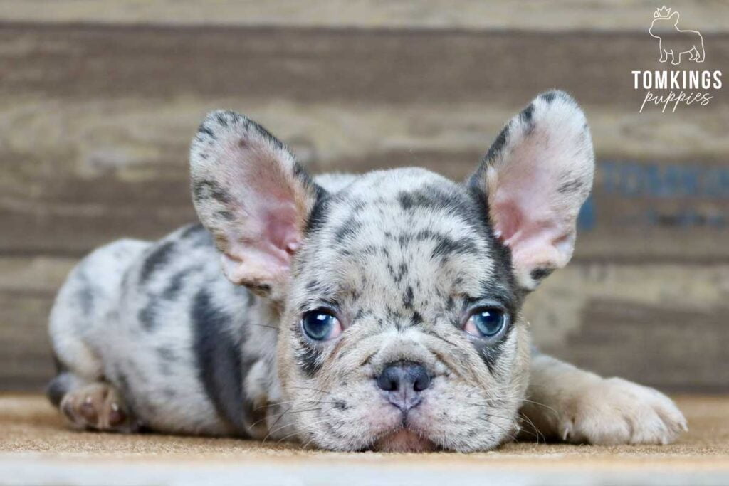 Everest, available French Bulldog puppy at TomKings Puppies