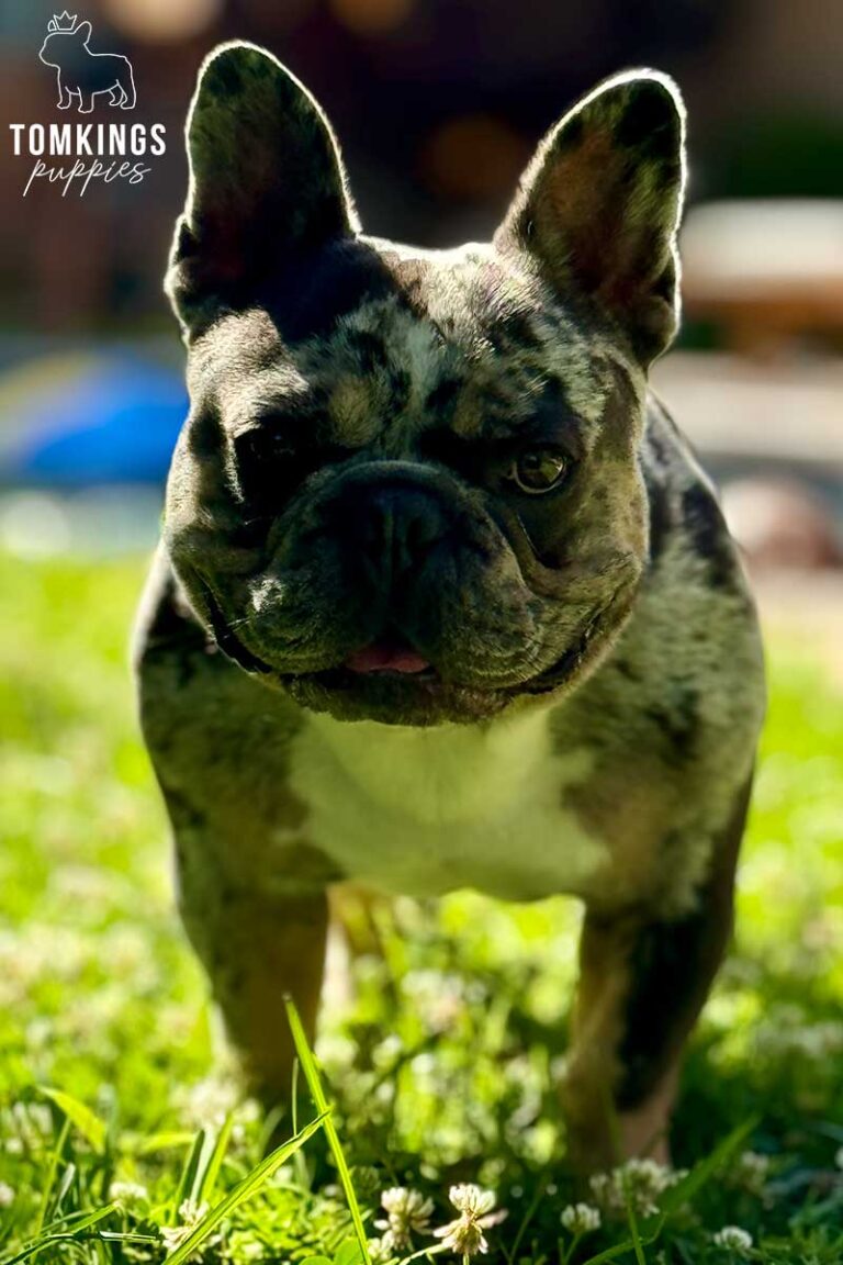 Fairway, French Bulldog stud. TomKings Stud service