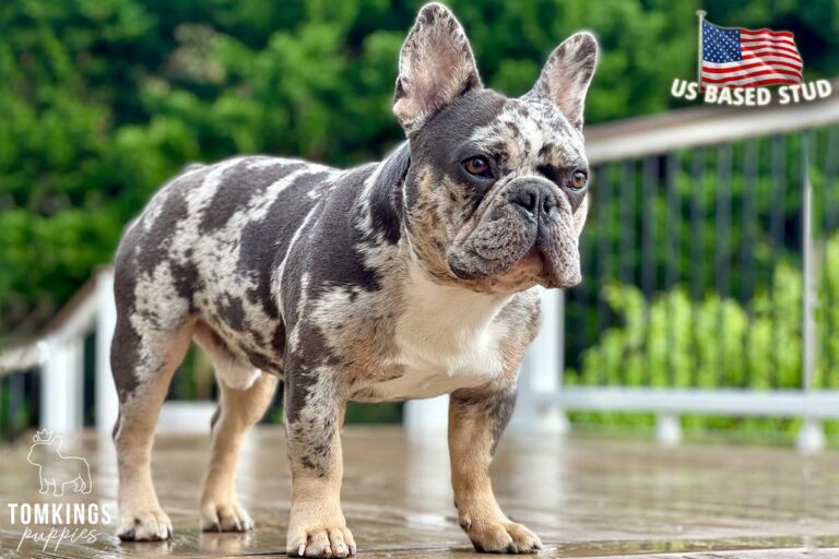 Fairway, French Bulldog stud. TomKings Stud service