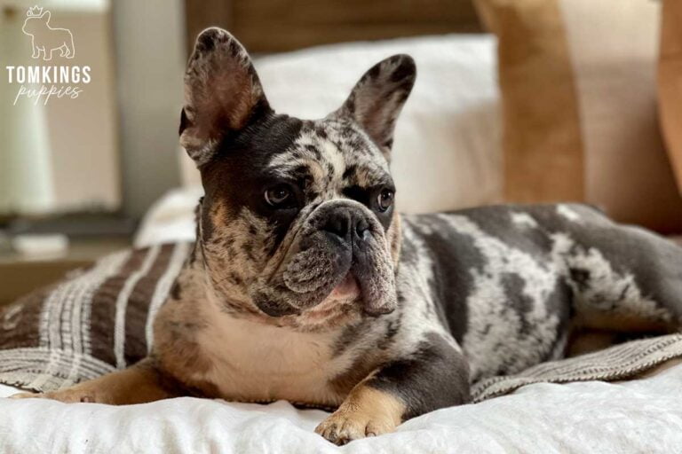 Fairway, French Bulldog stud. TomKings Stud service