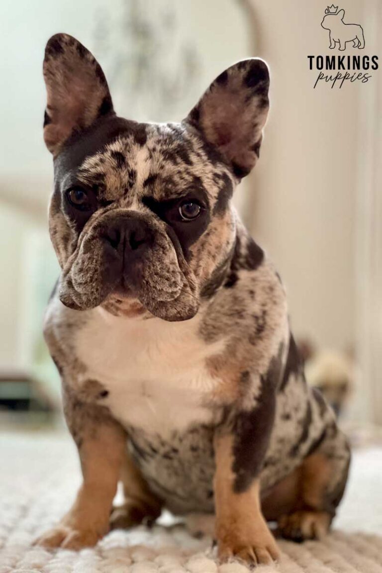 Fairway, French Bulldog stud. TomKings Stud service