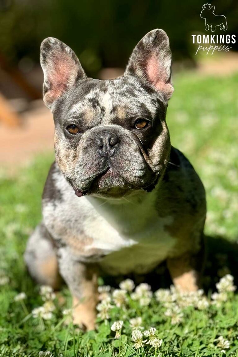 Fairway, French Bulldog stud. TomKings Stud service