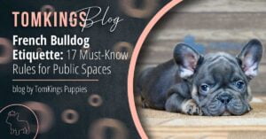 French Bulldog Etiquette: 17 Must-Know Rules for Public Spaces - TomKings Blog