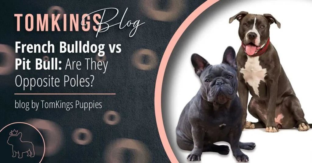 are bulldogs pitbulls