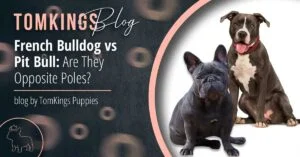 French Bulldog vs Pit Bull: Are They Opposite Poles? - TomKings Blog