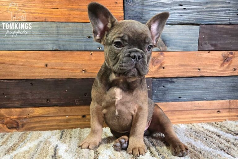 Grant, available French Bulldog puppy at TomKings Puppies