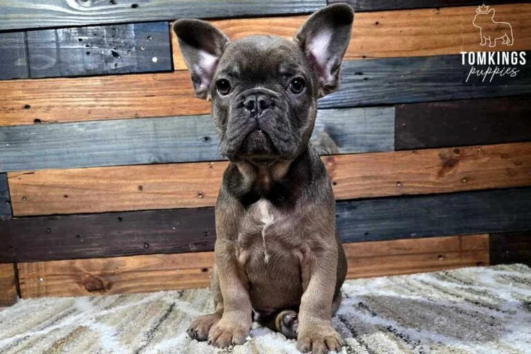 Grant, available French Bulldog puppy at TomKings Puppies