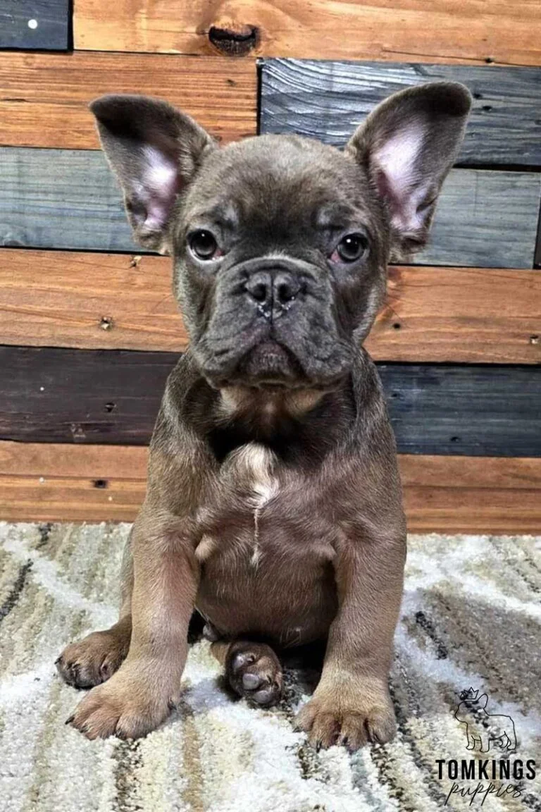 Grant, available French Bulldog puppy at TomKings Puppies