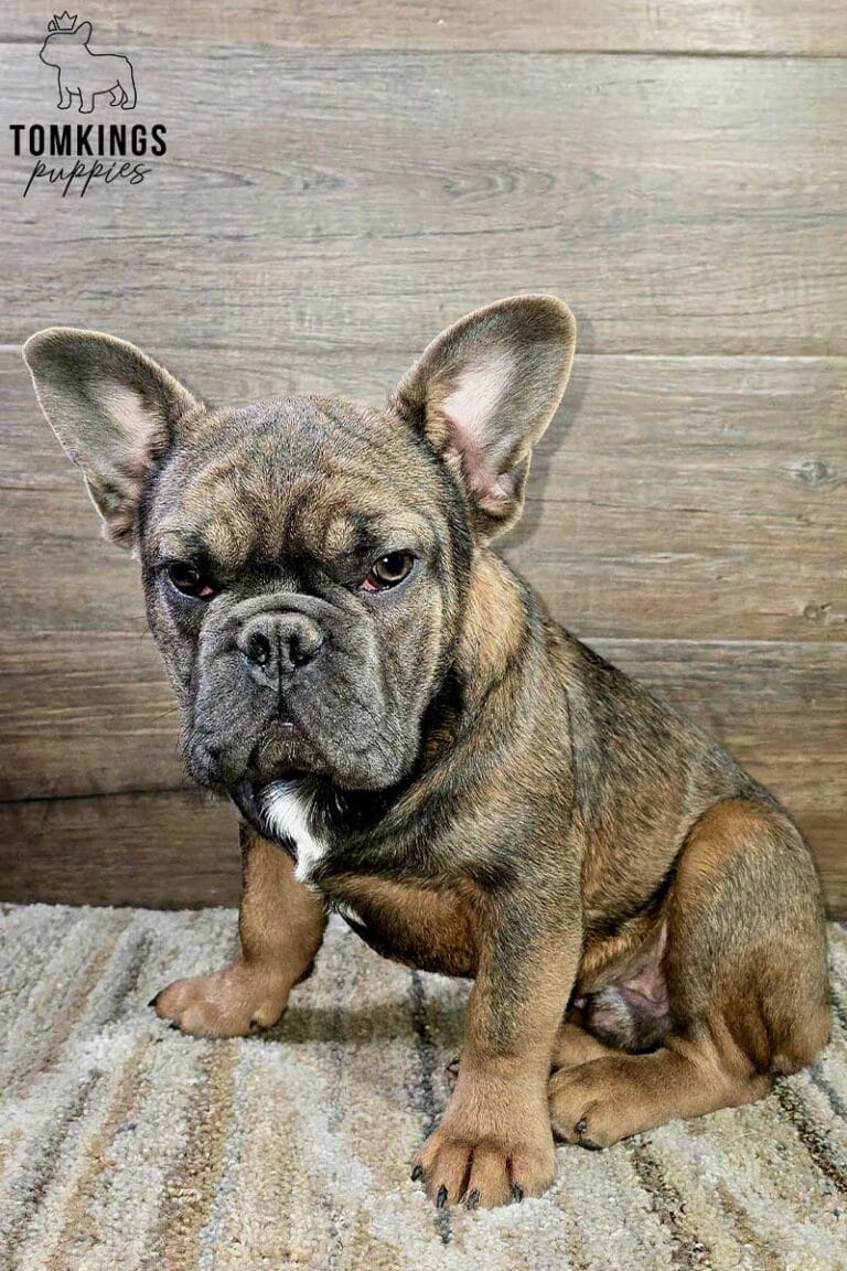 Grant, available French Bulldog puppy at TomKings Puppies