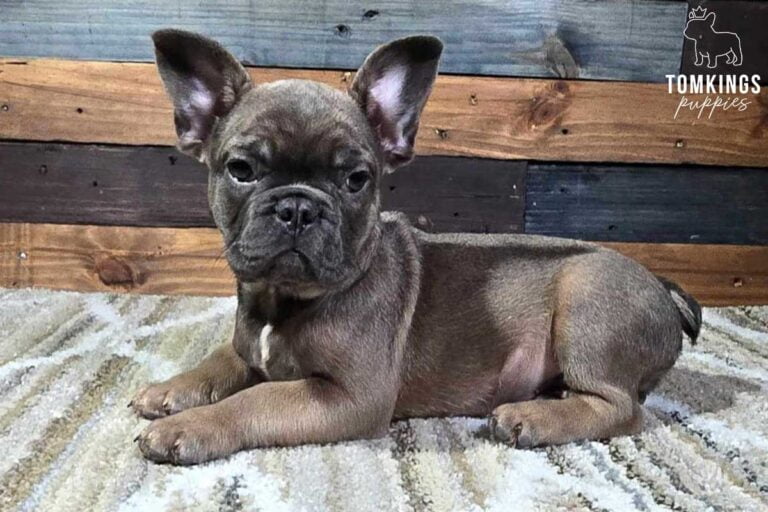 Grant, available French Bulldog puppy at TomKings Puppies