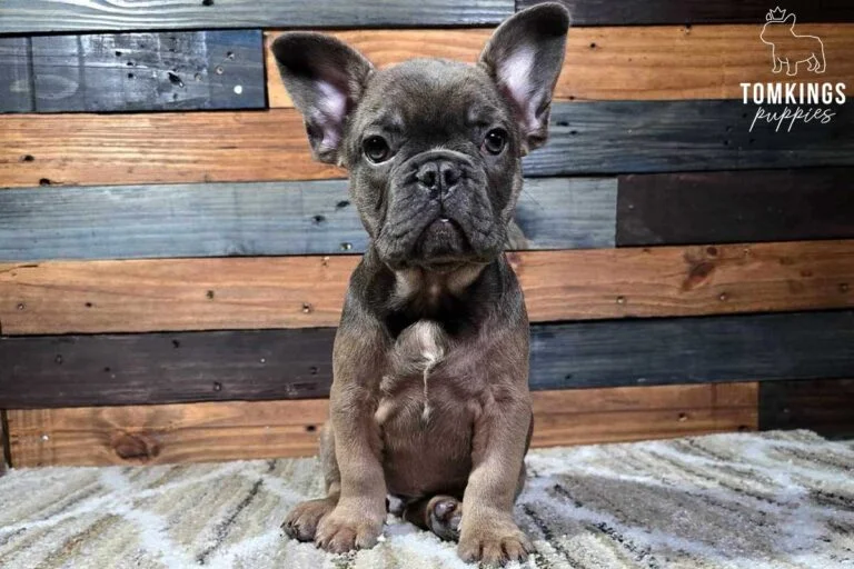 Grant, available French Bulldog puppy at TomKings Puppies