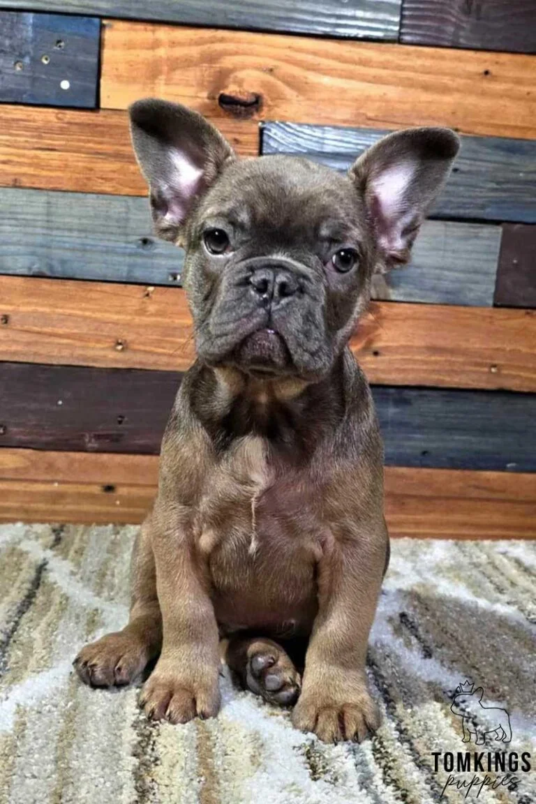 Grant, available French Bulldog puppy at TomKings Puppies