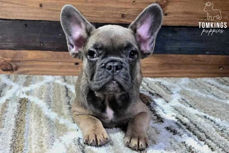 Jackson, available French Bulldog puppy at TomKings Puppies